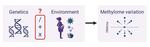 Gene-environment contribution to early life DNA methylation