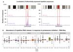 Proteasome inhibition alters mitotic progression through the upregulation of centromeric α‐Satellite RNAs