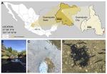 Molecular characterization of a flatworm Girardia isolate from Guanajuato, Mexico