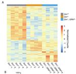 FTD-associated behavioural and transcriptomic abnormalities in ‘humanized’progranulin-deficient mice: A novel model for progranulin-associated FTD