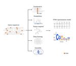 Bioinformatics of Transcription Factor Binding Prediction