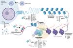 Comparative transcriptome analysis reveals key epigenetic targets in SARS-CoV-2 infection