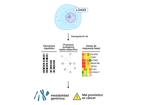 Identificación de genes codificantes y elementos repetidos regulados por DAXX mediante RNA-SEQ 